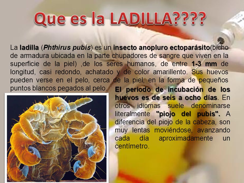 Caracteristicas de ladillas genitales